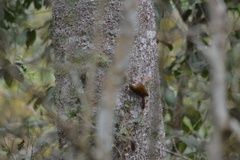 Lepidocolaptes squamatus