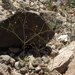 Little Desert Trumpet - Photo (c) Jim Morefield, some rights reserved (CC BY), uploaded by Jim Morefield