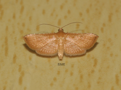 Addaea trimeronalis