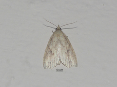 Olulis puncticinctalis