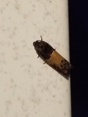 Epiblema tripartitana