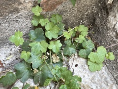 Cymbalaria muralis