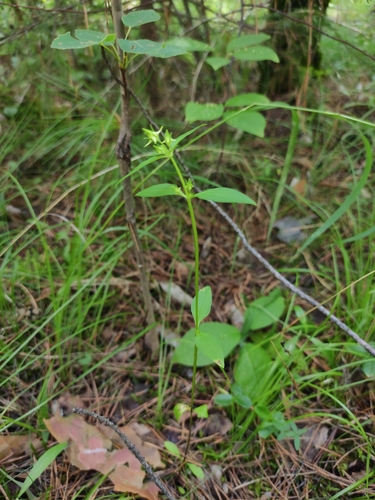 Halenia corniculata, photograph 1