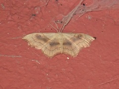 Idaea dromikos