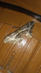 Mesastrape fulguraria