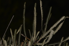 Banksia shuttleworthiana