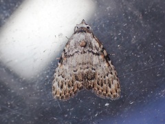 Meganola strigula
