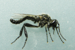 Bibio albipennis