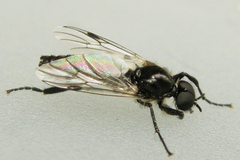 Bibio albipennis