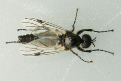 Bibio albipennis