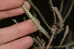 Banksia shuttleworthiana