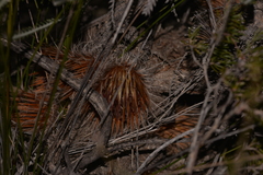 Banksia shuttleworthiana