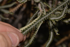 Banksia shuttleworthiana