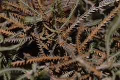 Banksia shuttleworthiana