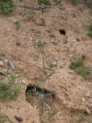 Streptanthus longirostris