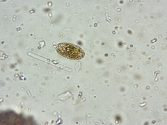 Lepocinclis ovum