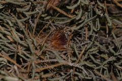 Banksia shuttleworthiana