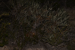 Banksia shuttleworthiana