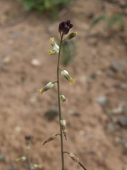 Streptanthus longirostris