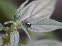 Liocoris tripustulatus