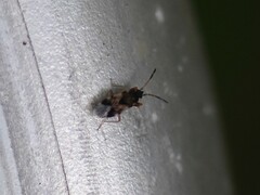 Scolopostethus affinis