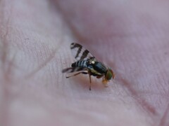 Rhagoletis cingulata