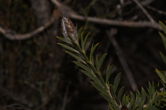 Melaleuca cowleyae