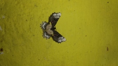 Macrohastina gemmifera