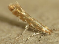 Cremastobombycia solidaginis