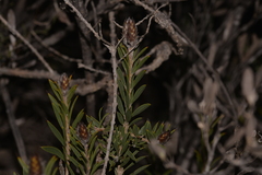 Melaleuca cowleyae