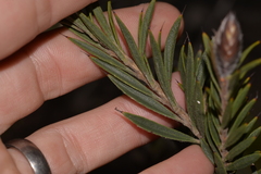 Melaleuca cowleyae