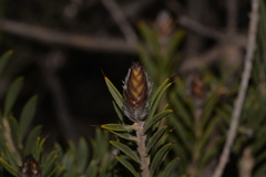 Melaleuca cowleyae