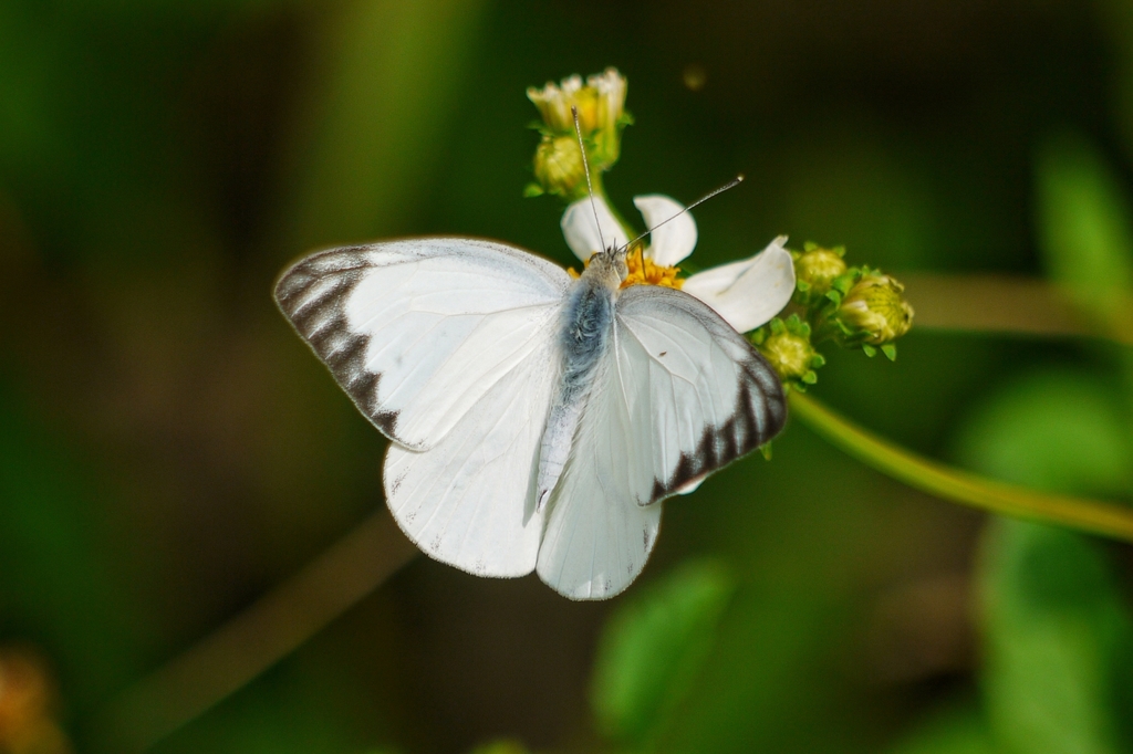 Striped Albatross
