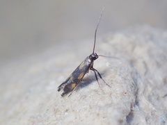 Euspilapteryx auroguttella