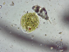 Phacus circulatus