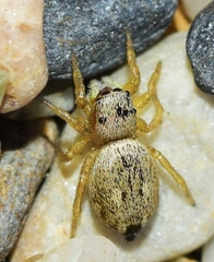 Heliophanus agricola