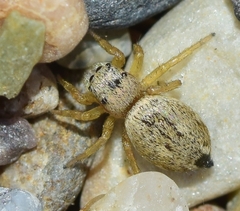 Heliophanus agricola