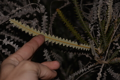 Banksia candolleana