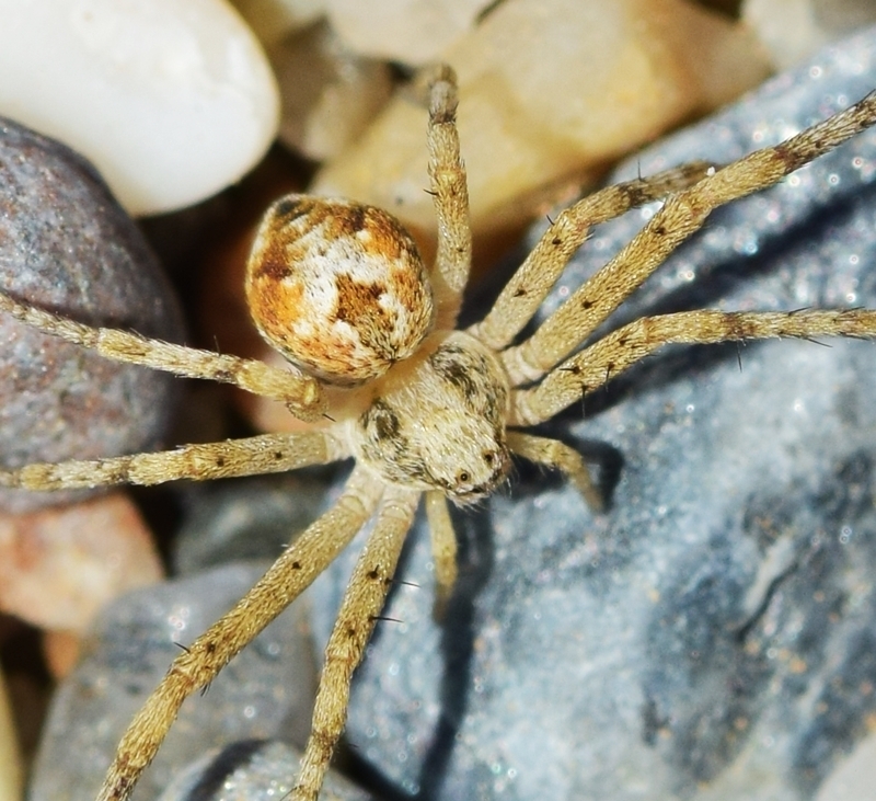 Halodromus