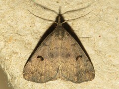 Phalaenostola hanhami