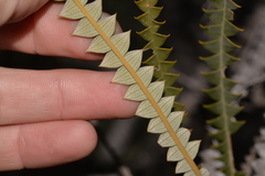Banksia candolleana