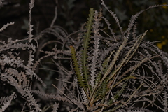 Banksia candolleana