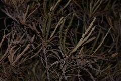 Banksia candolleana