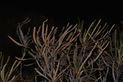 Banksia candolleana