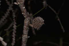 Banksia candolleana