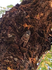 Graptopsaltria nigrofuscata