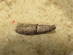 Wockia asperipunctella