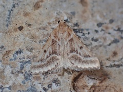Stemmatophora borgialis