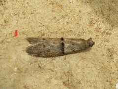 Wockia asperipunctella