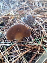 Pseudohydnum orbiculare